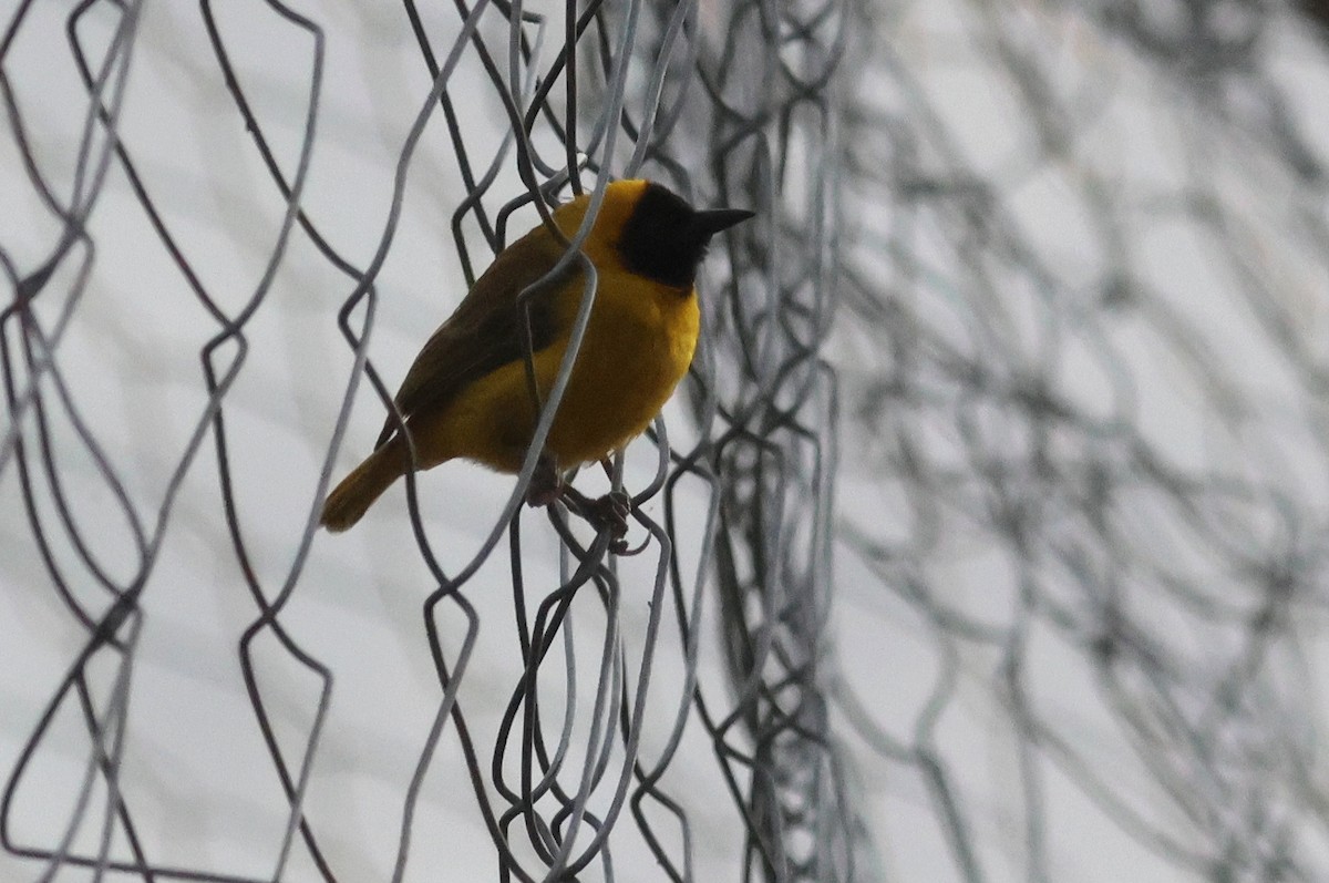 Slender-billed Weaver - ML641809644