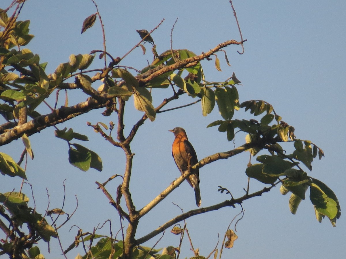 Rufous-collared Robin - ML641809656