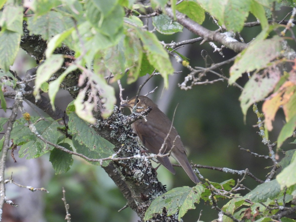 Swainson's Thrush - ML641809665