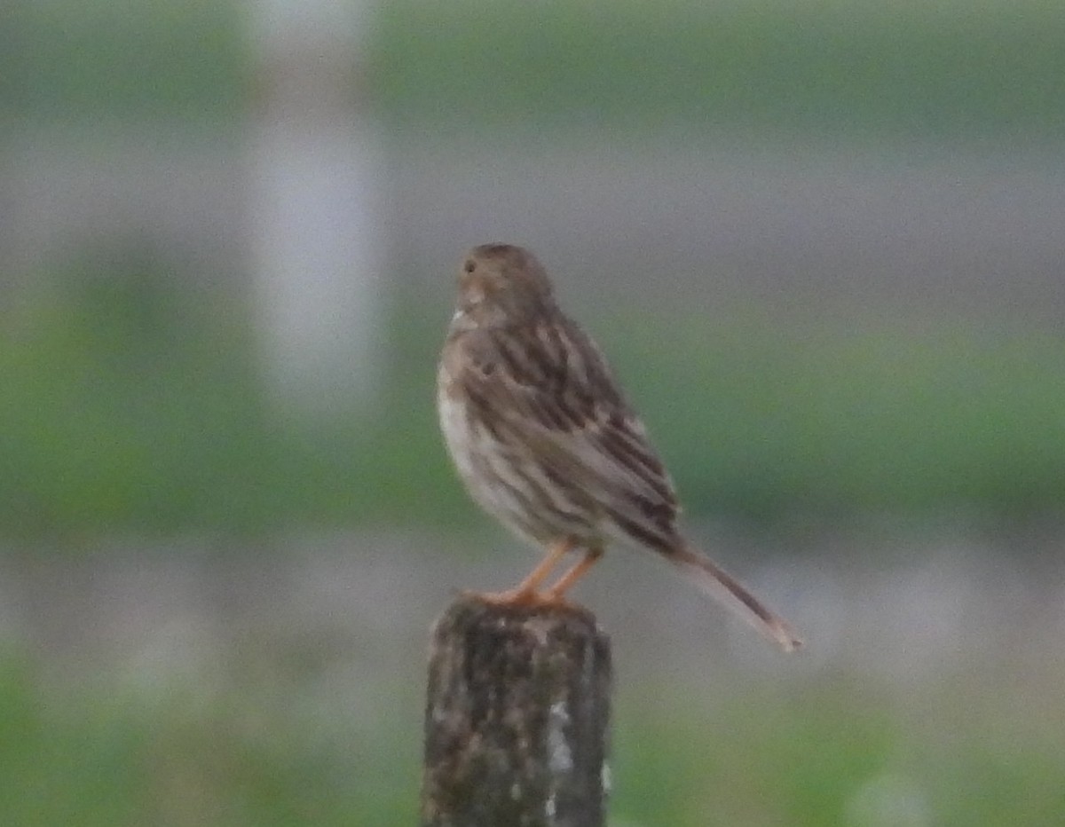 Corn Bunting - ML641809688