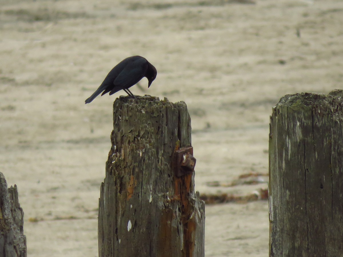Brewer's Blackbird - ML641809689