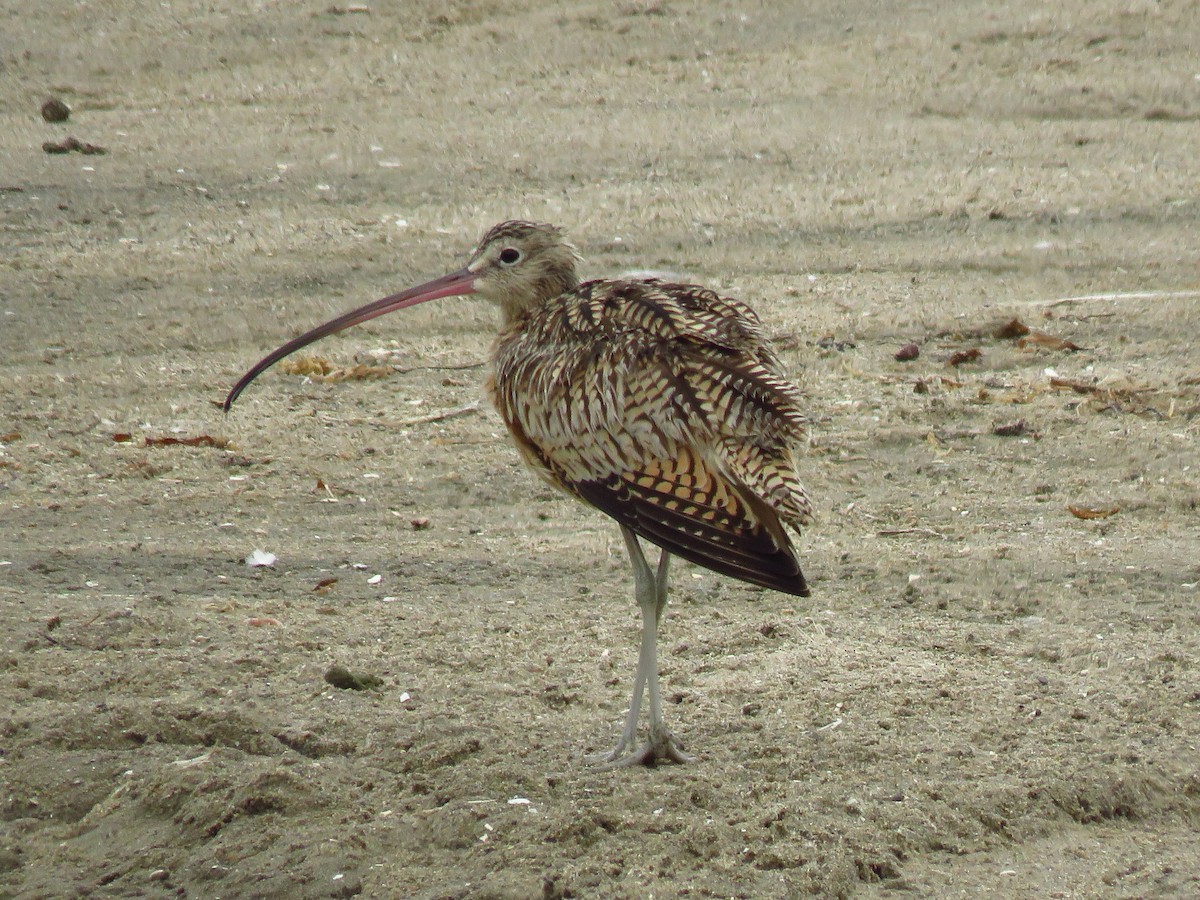 Long-billed Curlew - ML641809711