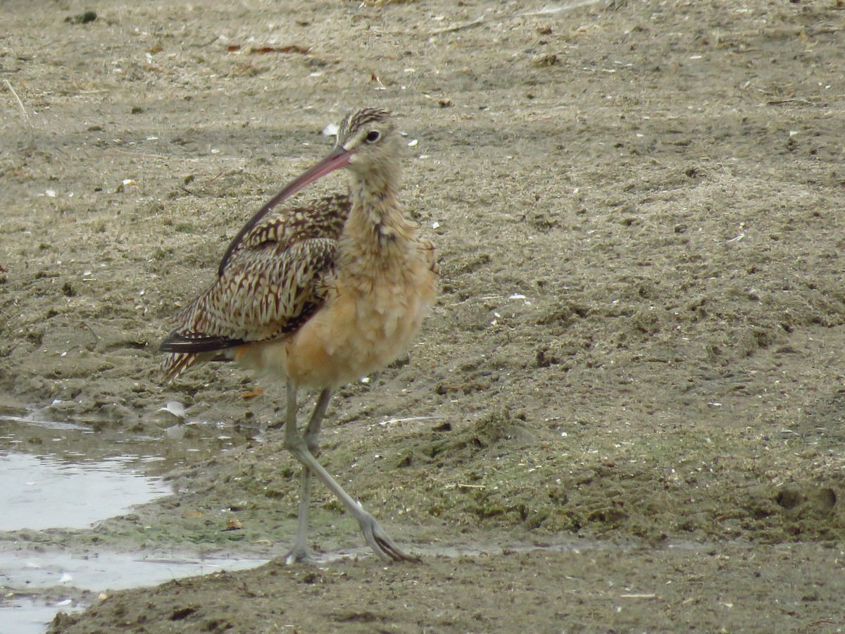 Long-billed Curlew - ML641809718