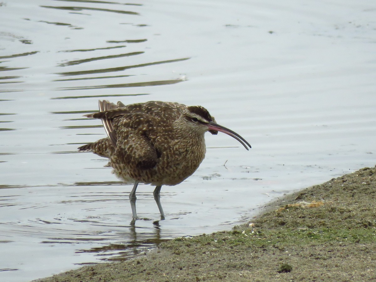 Whimbrel - ML641809741