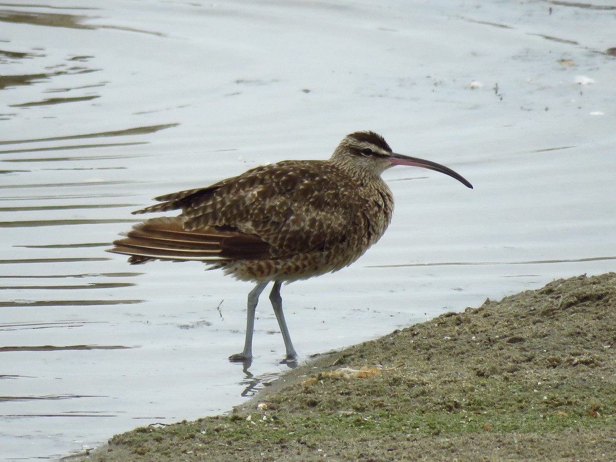 Whimbrel - ML641809743