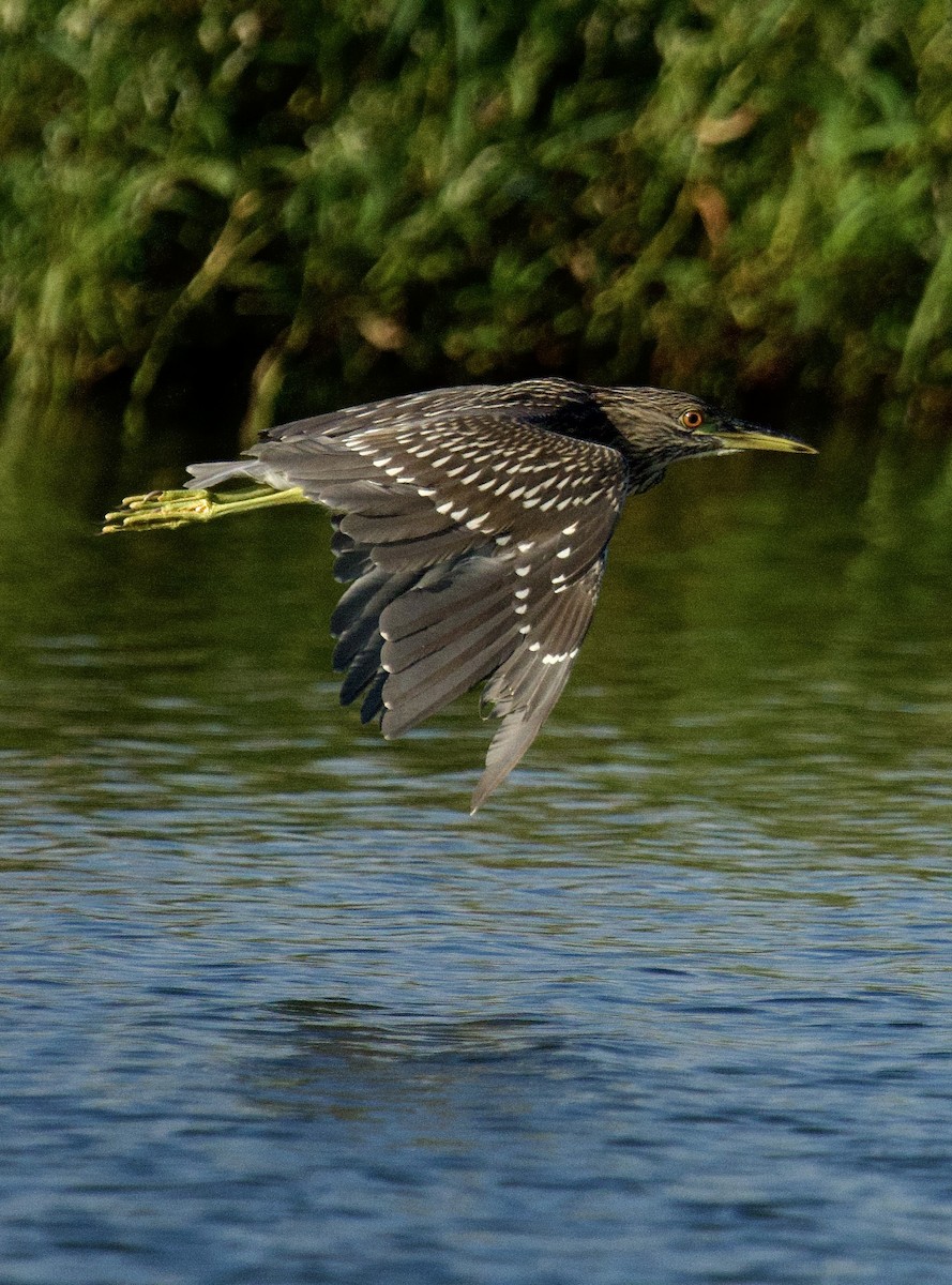 Black-crowned Night Heron - ML641809750