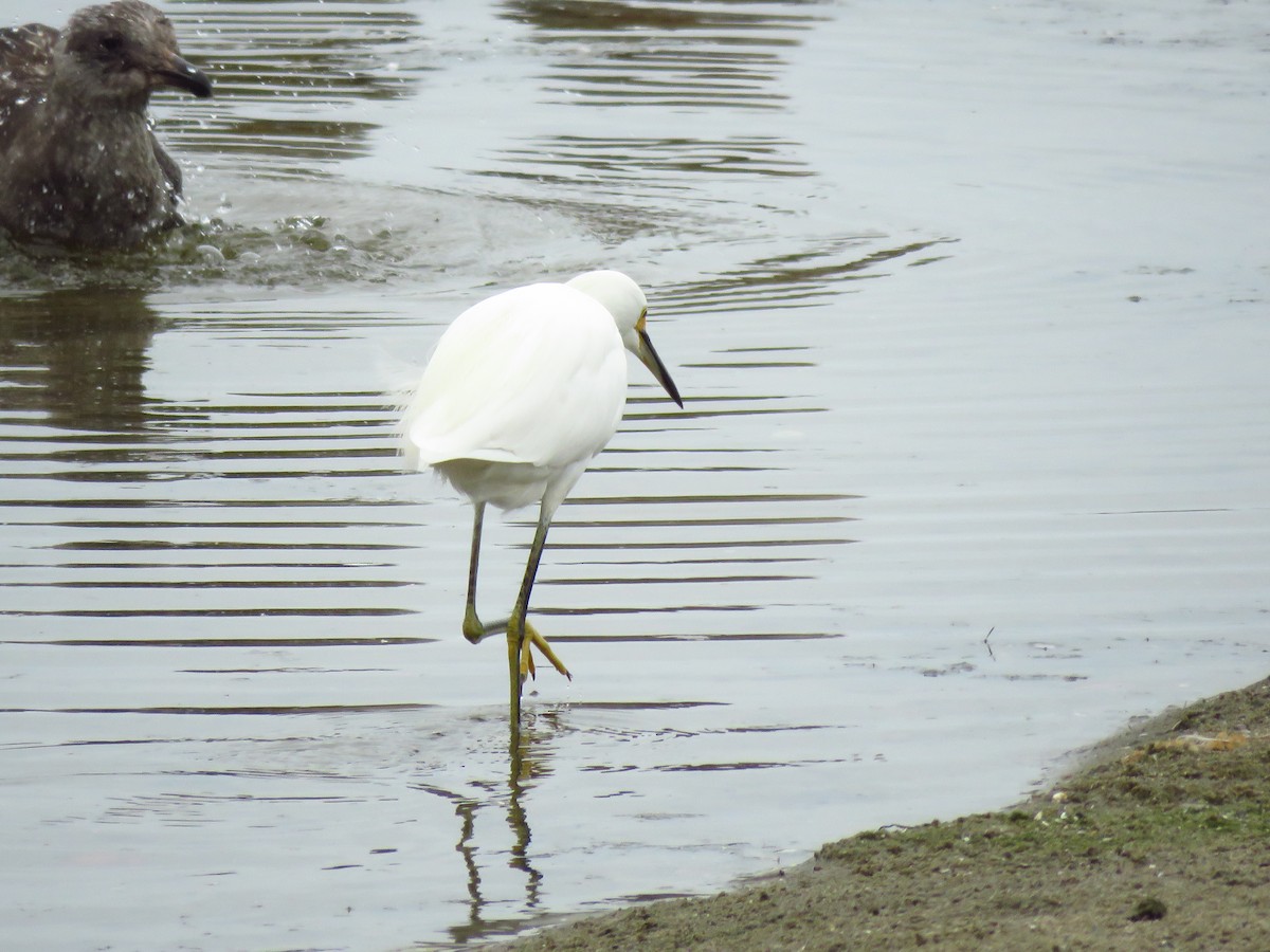 Snowy Egret - ML641809766