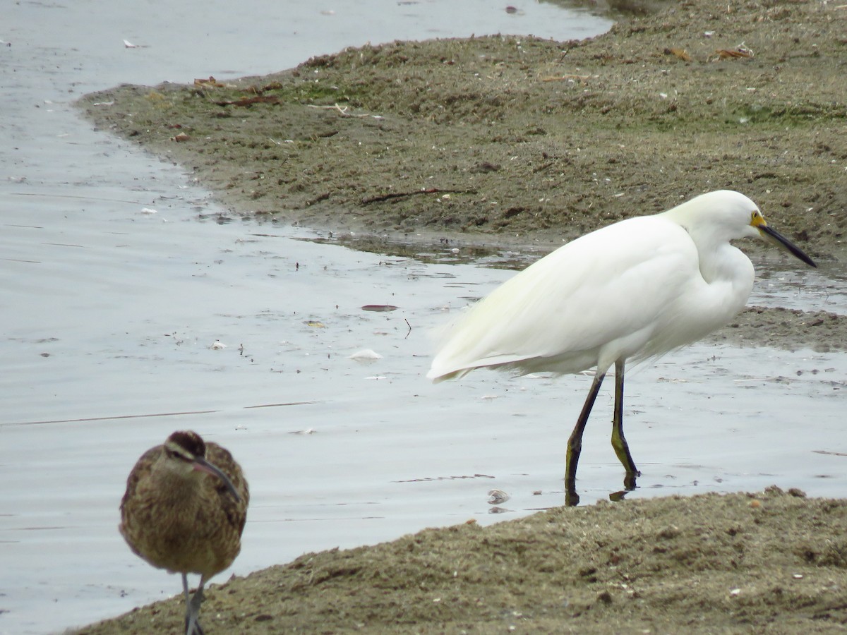Snowy Egret - ML641809767