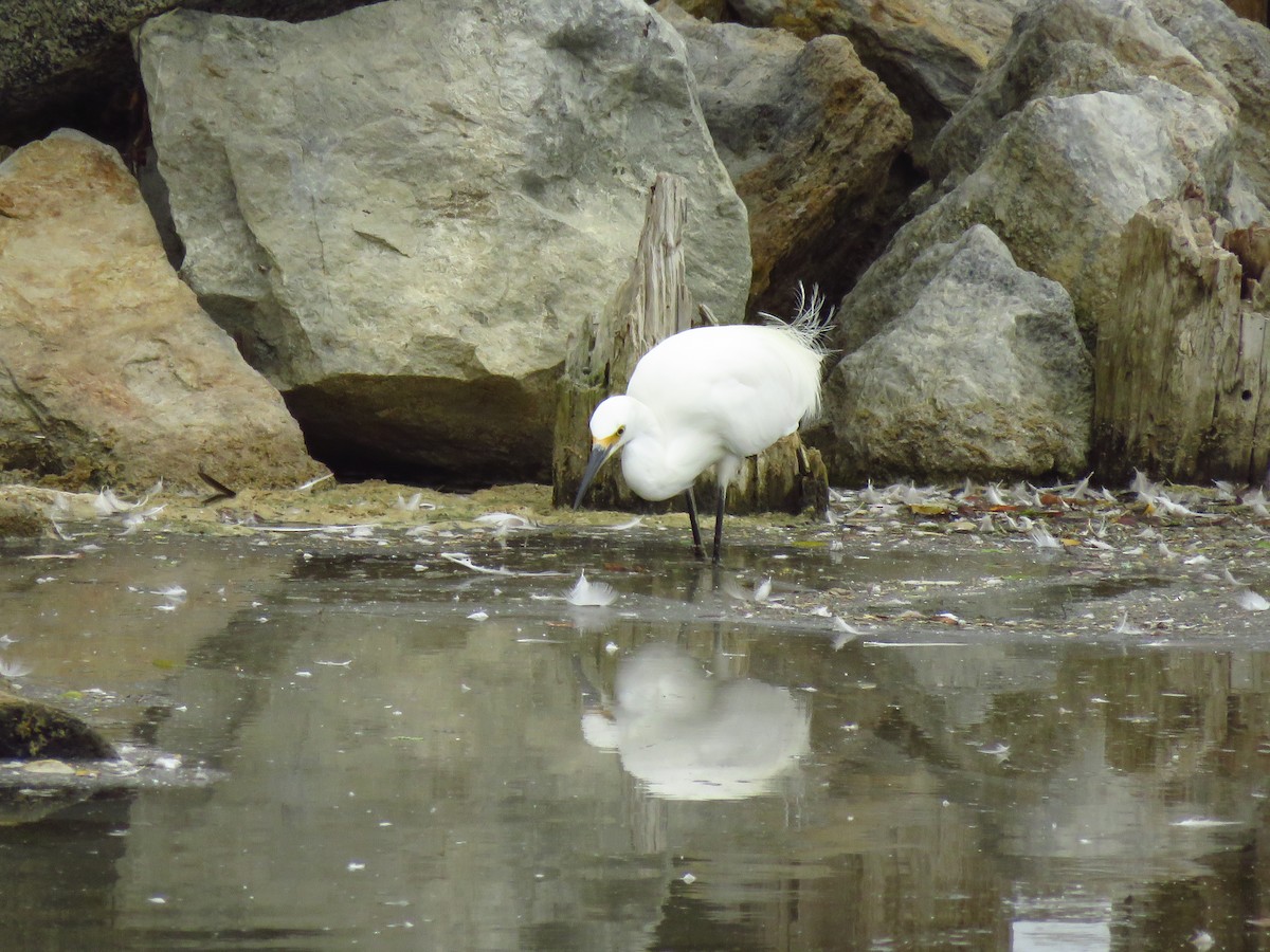 Snowy Egret - ML641809776