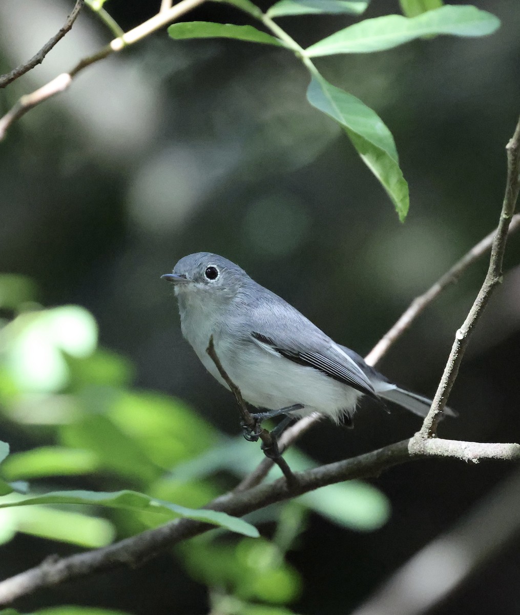 Blue-gray Gnatcatcher - ML641809778