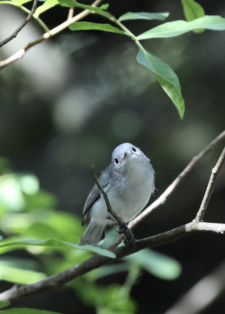 Blue-gray Gnatcatcher - ML641809779