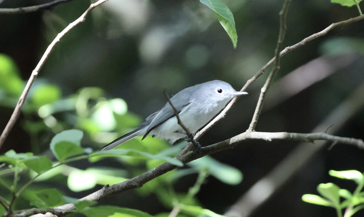 Blue-gray Gnatcatcher - ML641809780
