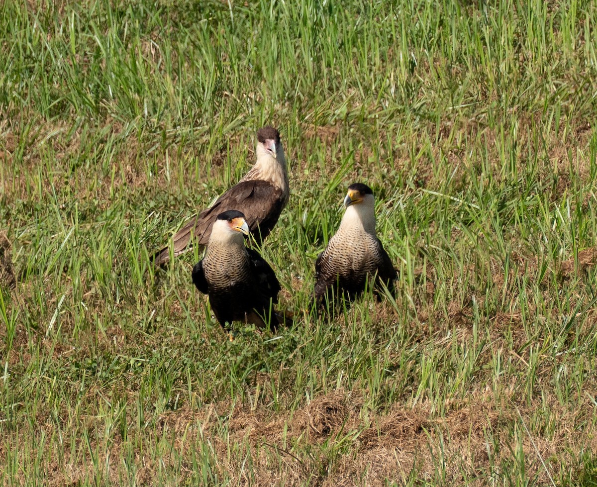 Crested Caracara - ML641809785