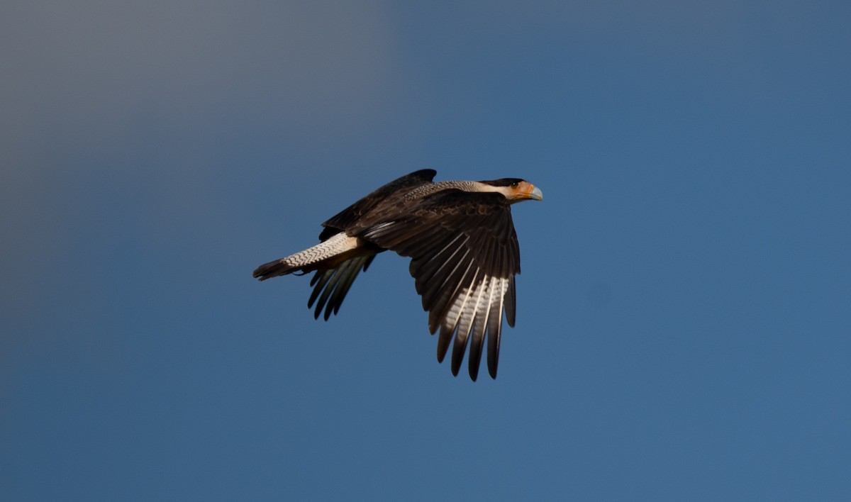 Crested Caracara - ML641809786