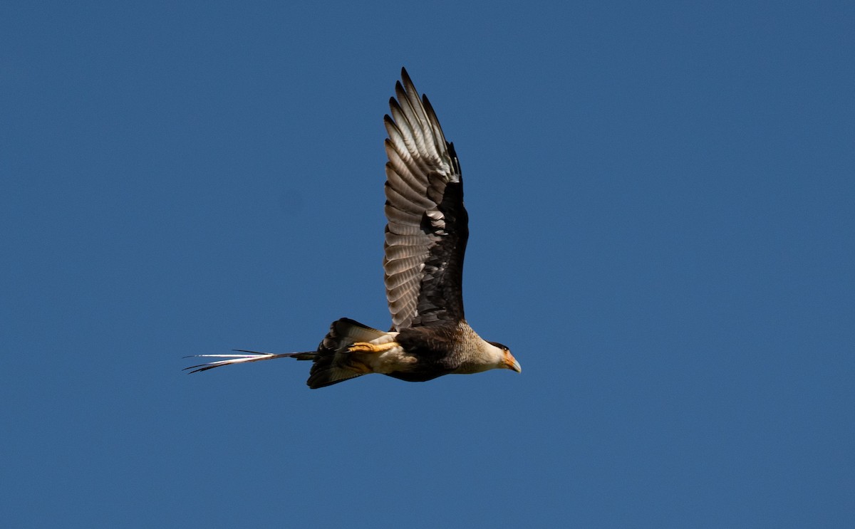 Crested Caracara - ML641809787