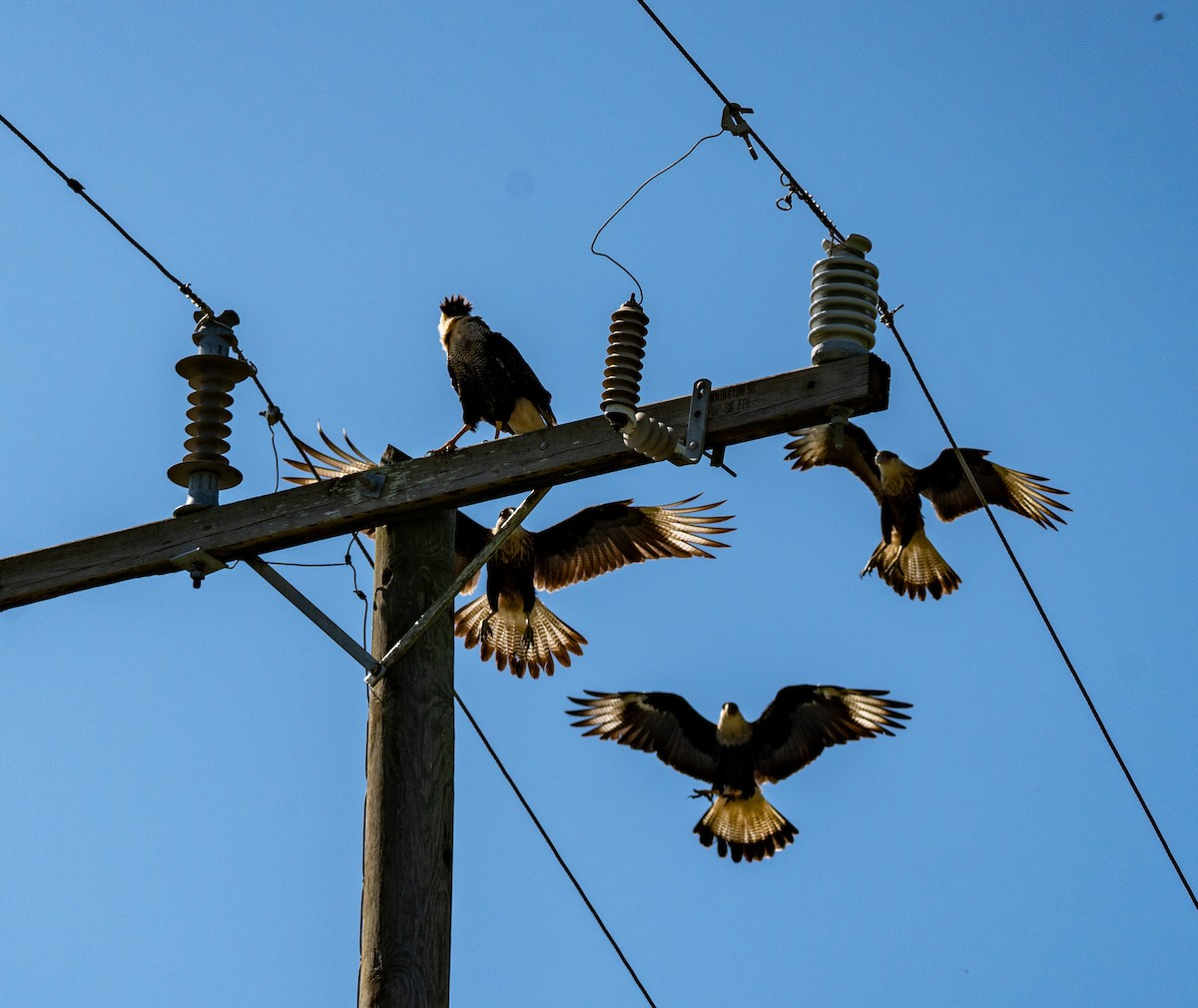 Crested Caracara - ML641809789