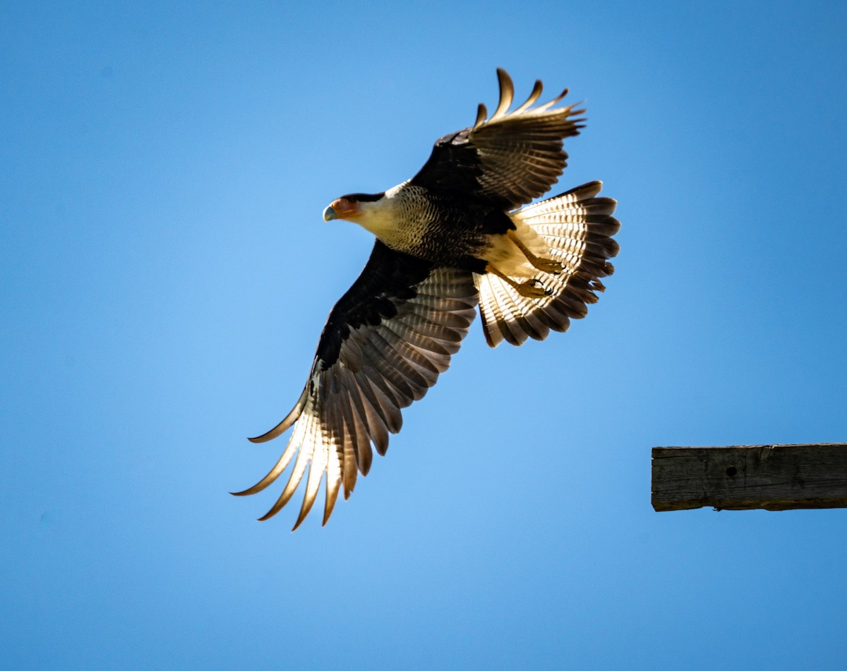 Crested Caracara - ML641809790
