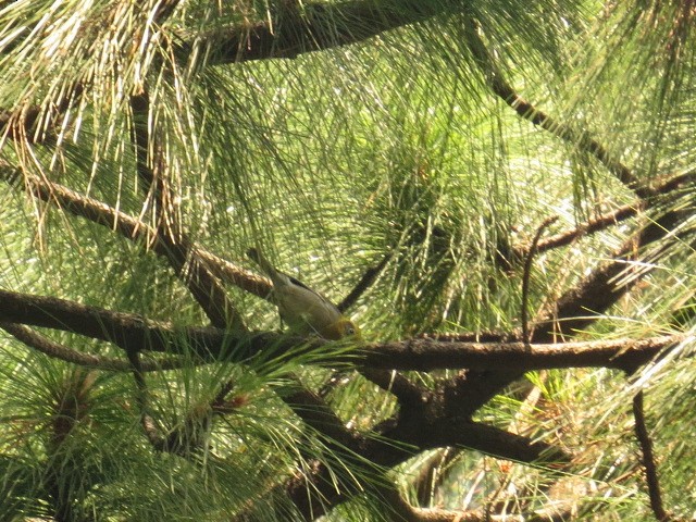 Olive Warbler - ML641809795
