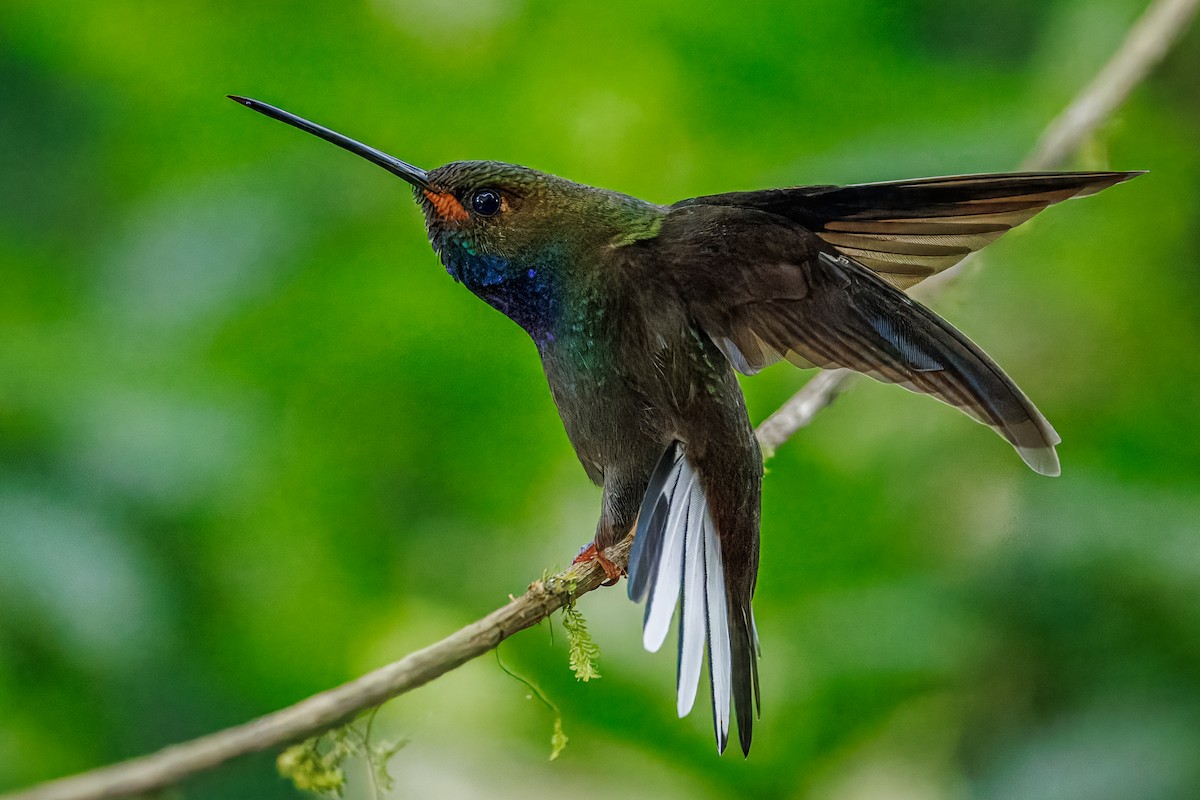 Rufous-gaped Hillstar - ML641809805