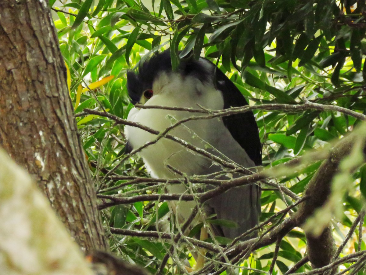 Black-crowned Night Heron (American) - ML641809808