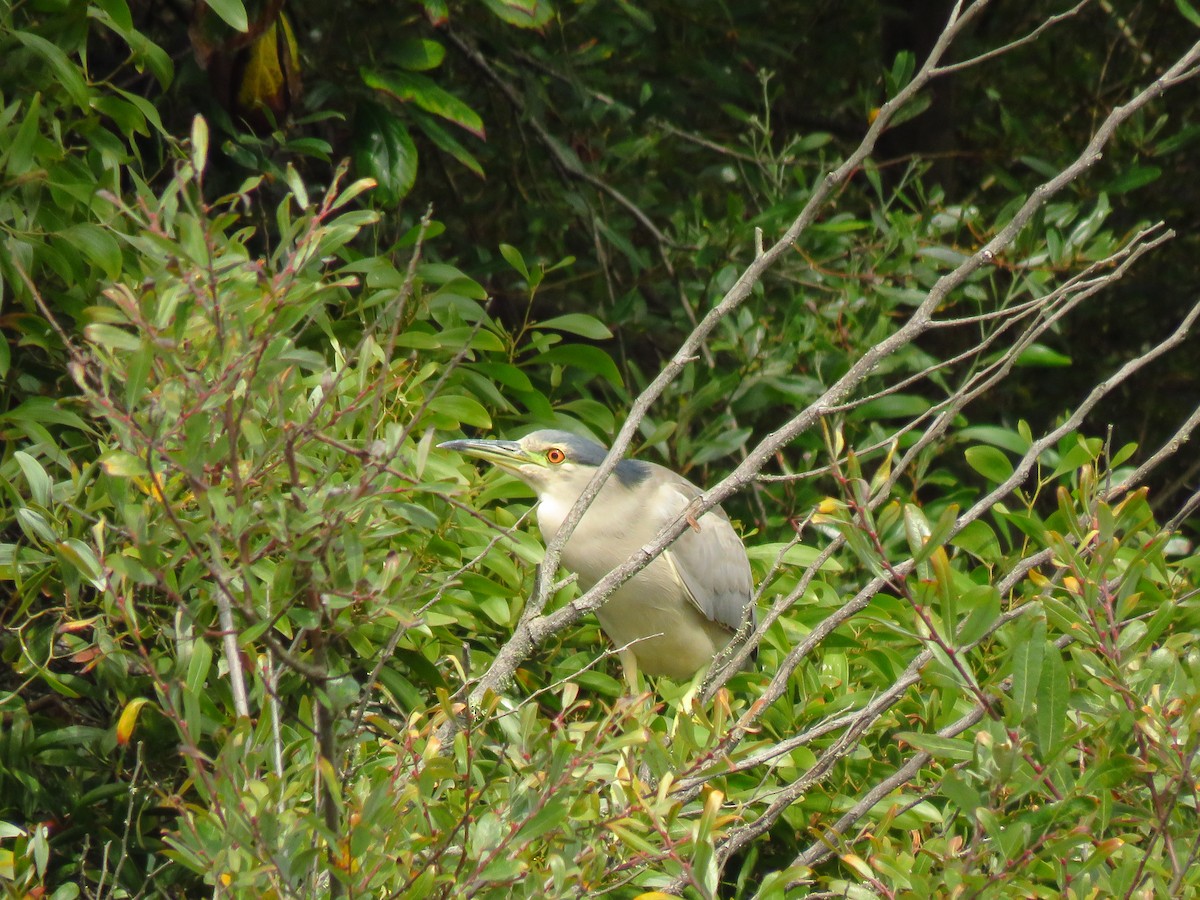 Black-crowned Night Heron (American) - ML641809819