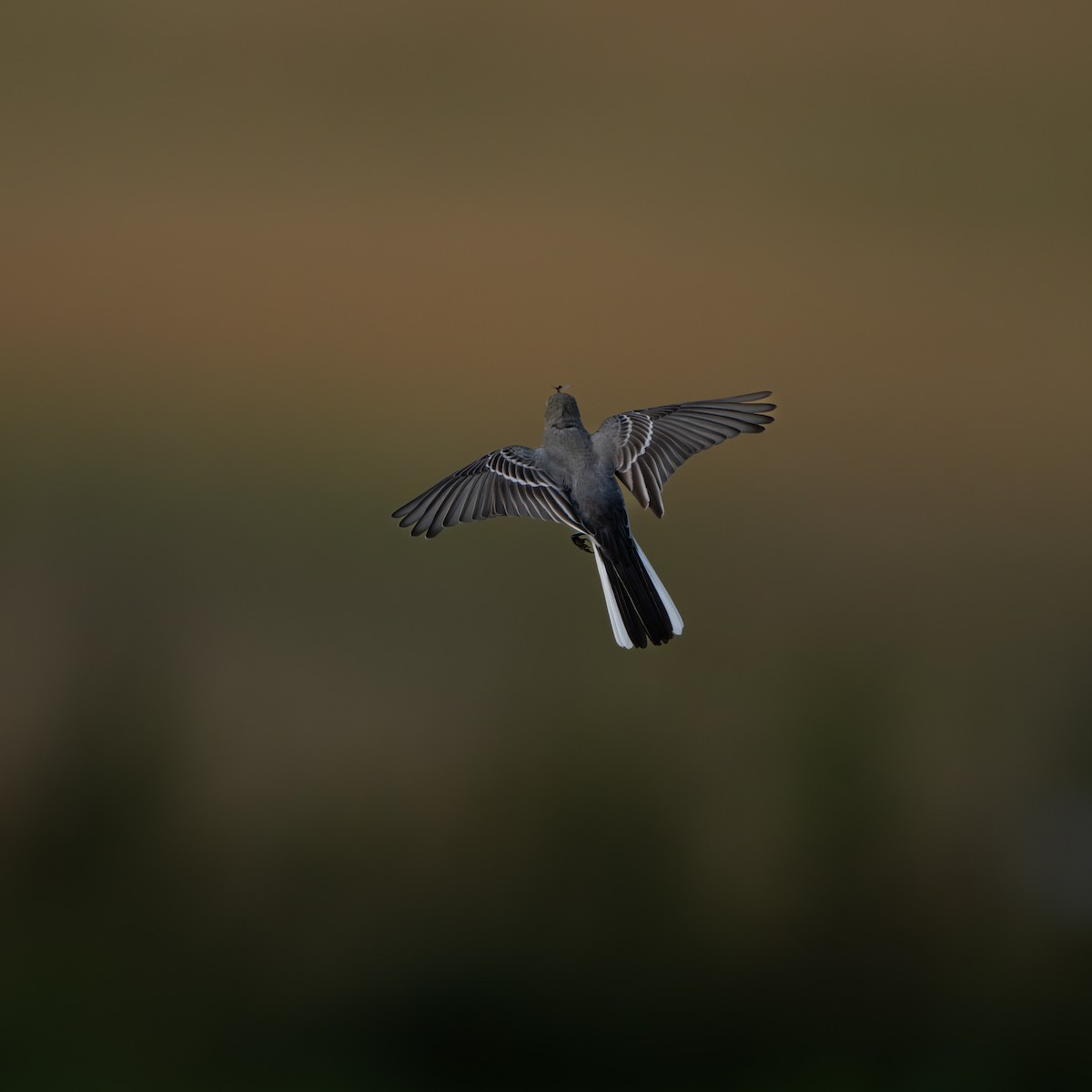 konipas bílý (ssp. alba/dukhunensis) - ML641809821