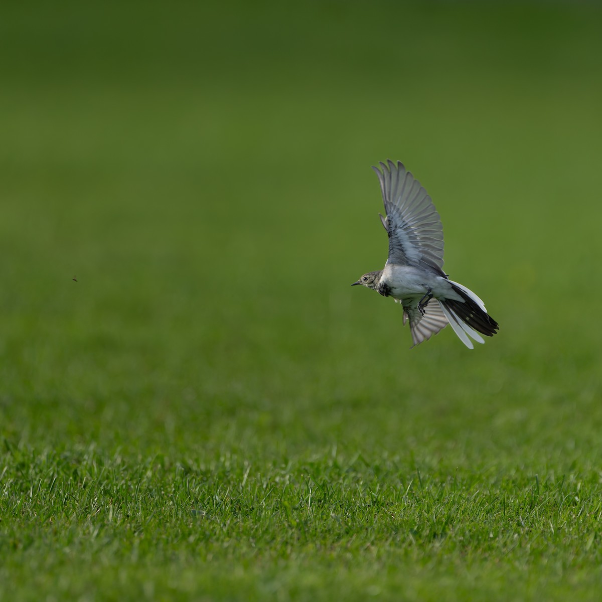 konipas bílý (ssp. alba/dukhunensis) - ML641809822