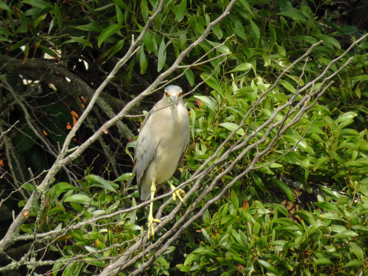 Black-crowned Night Heron (American) - ML641809826