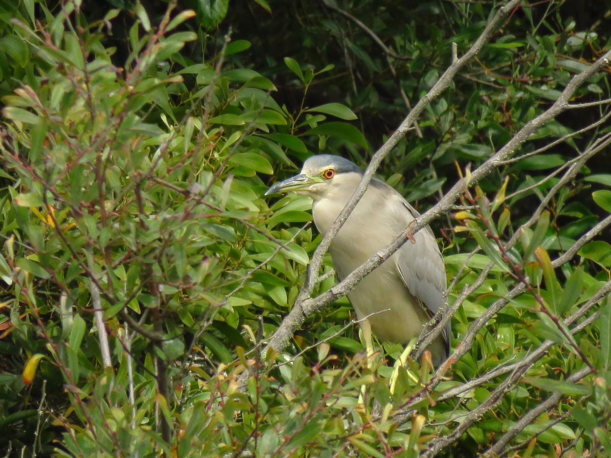 Black-crowned Night Heron (American) - ML641809860