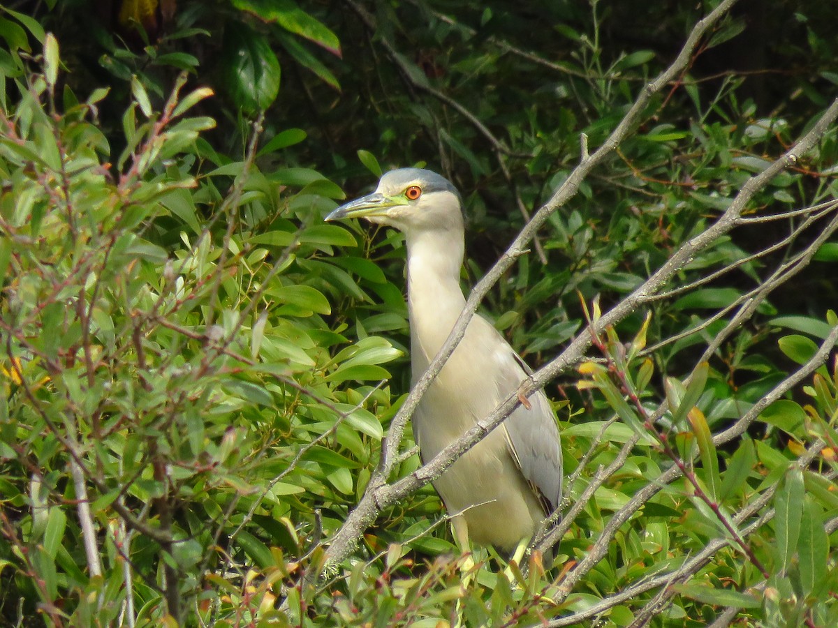 Black-crowned Night Heron (American) - ML641809875