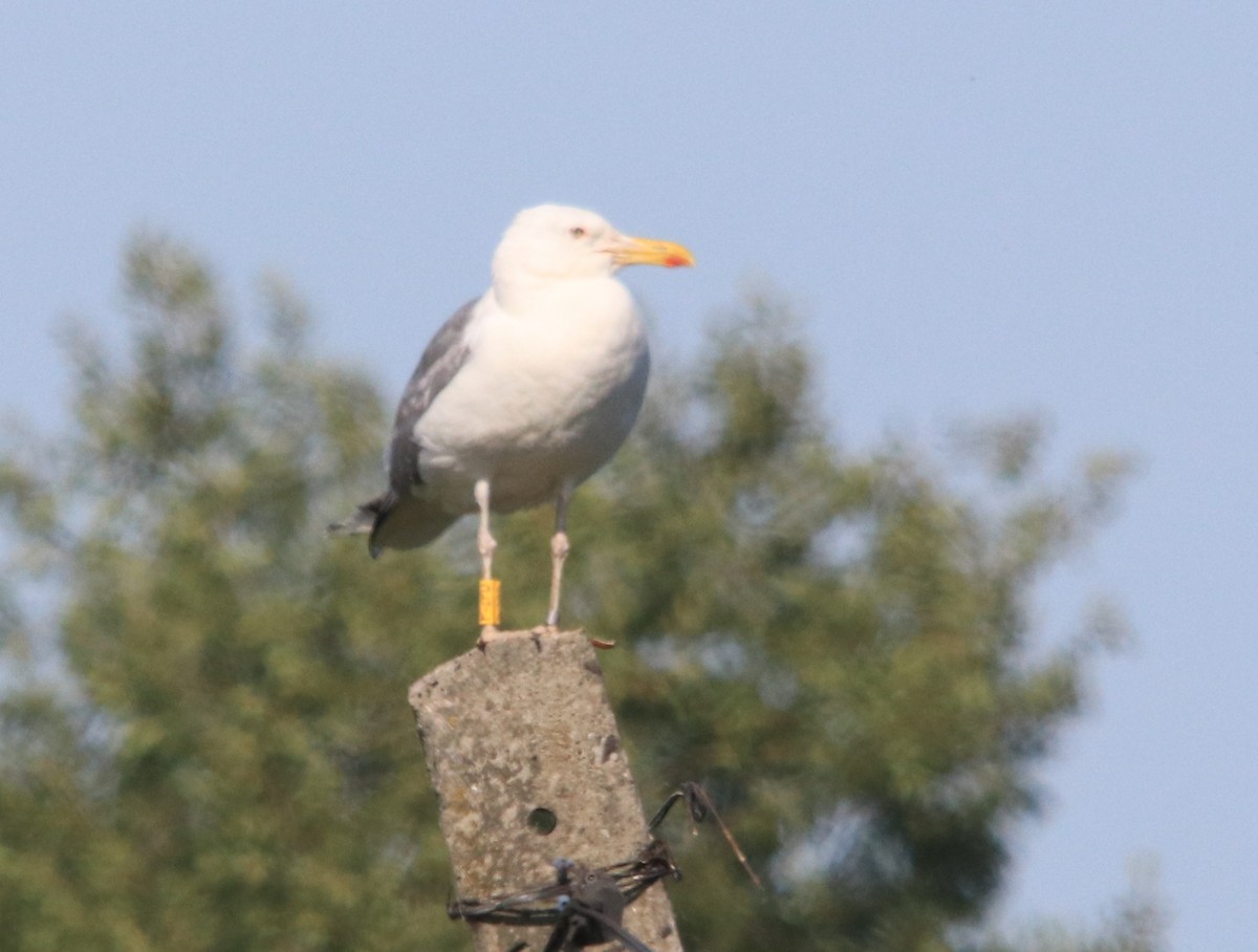 Caspian Gull - ML641809886
