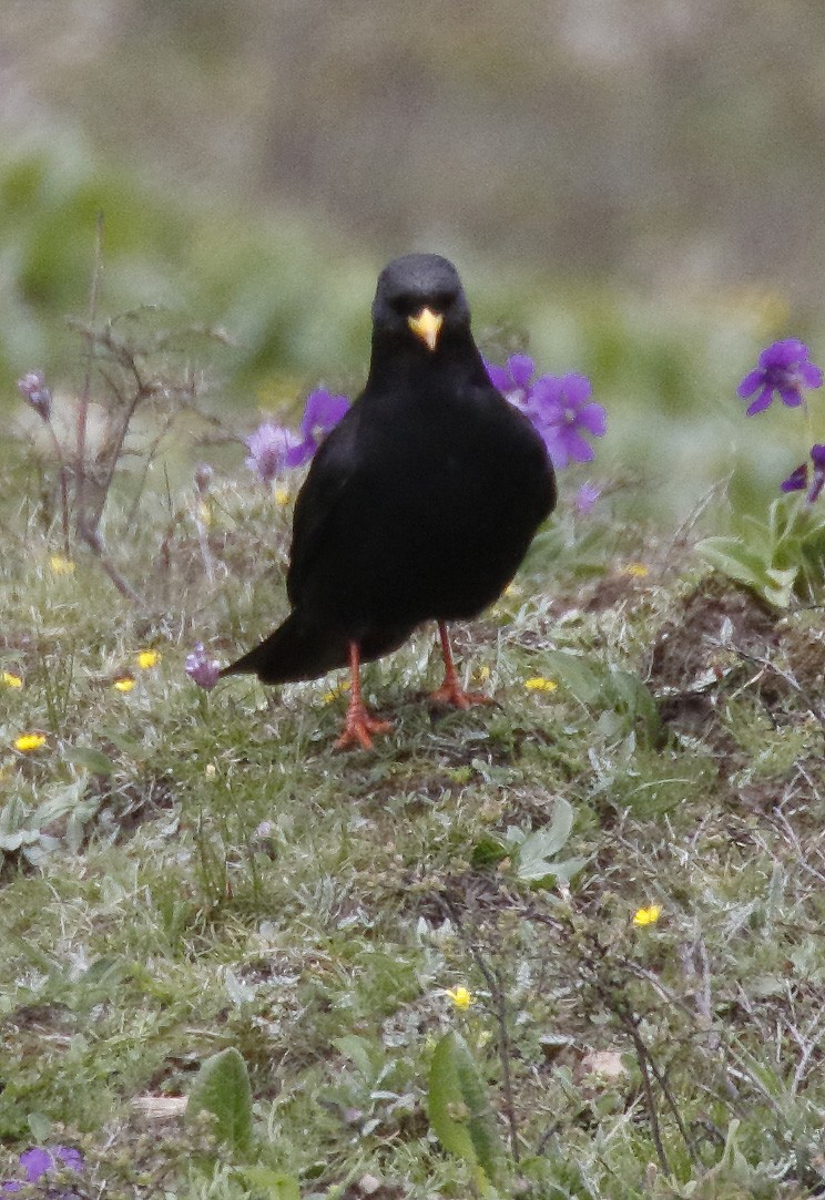 Yellow-billed Chough - ML64180991