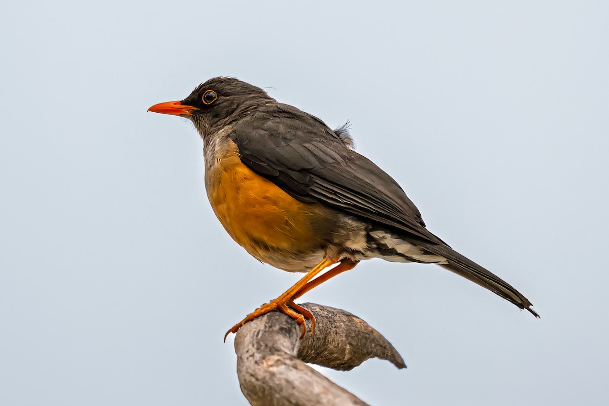 Abyssinian Thrush - ML641809917