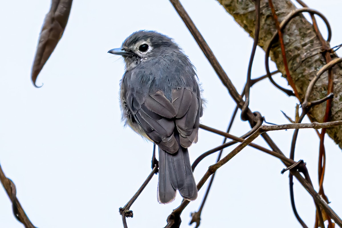 White-eyed Slaty-Flycatcher - ML641809923