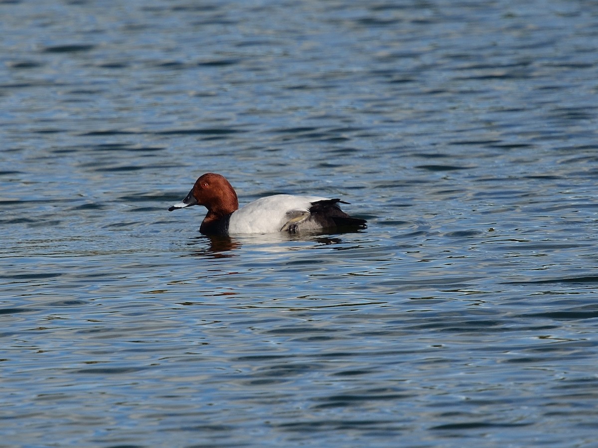Common Pochard - ML641810000