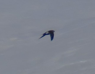 White-throated Swift - ML641810007