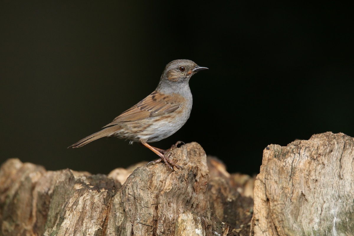 Dunnock - ML641810008
