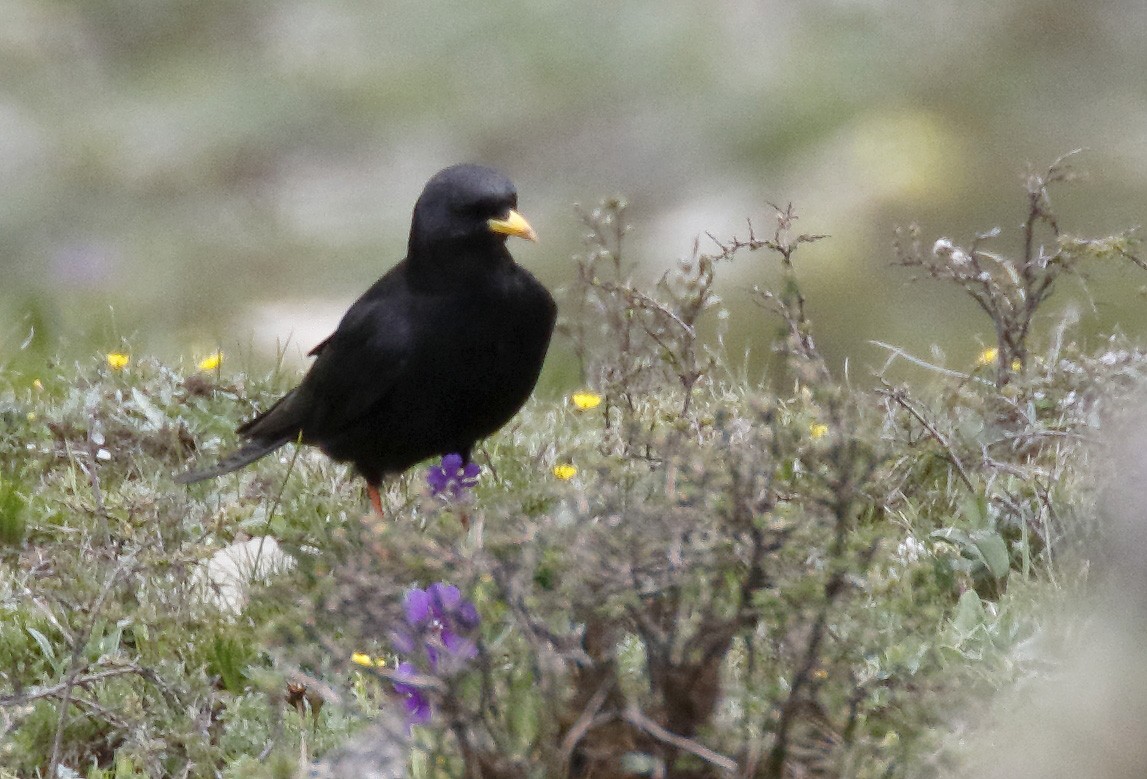 Yellow-billed Chough - ML64181001