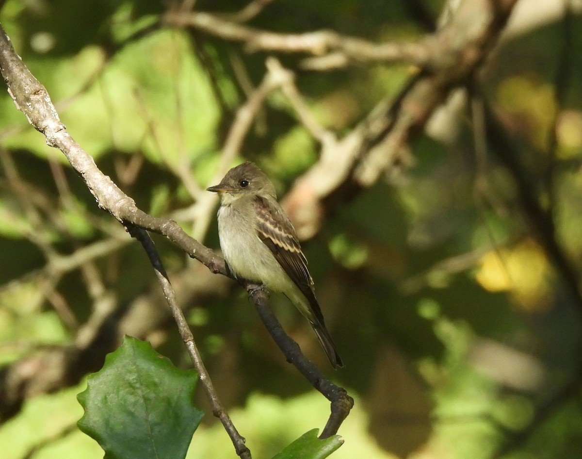 Eastern Wood-Pewee - ML641810052