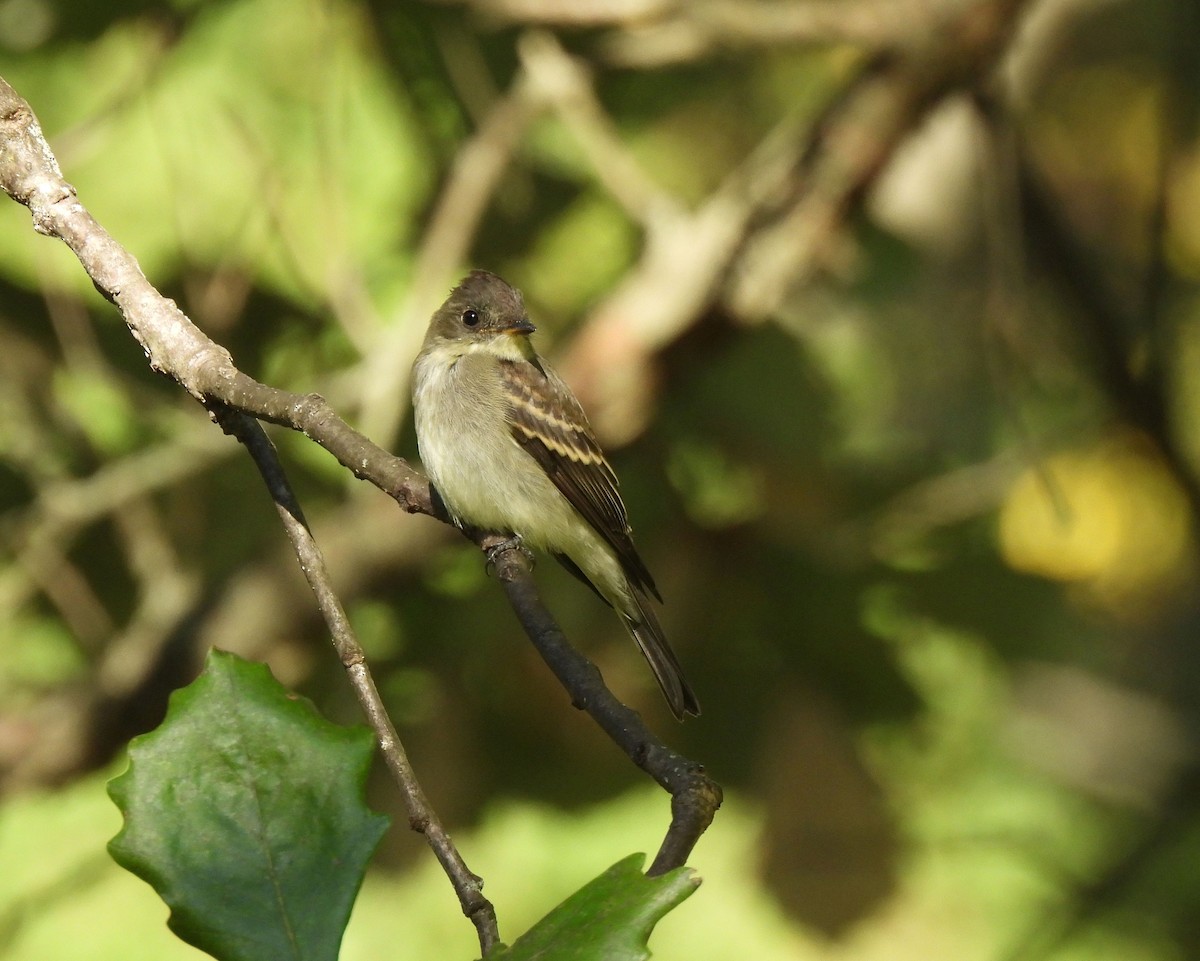 Eastern Wood-Pewee - ML641810053