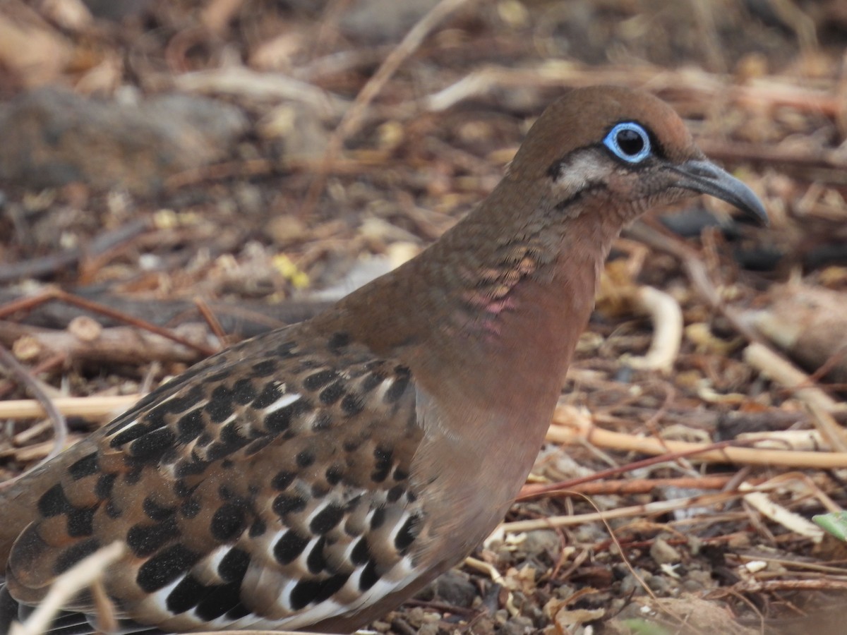 Galapagos Dove - ML641810057