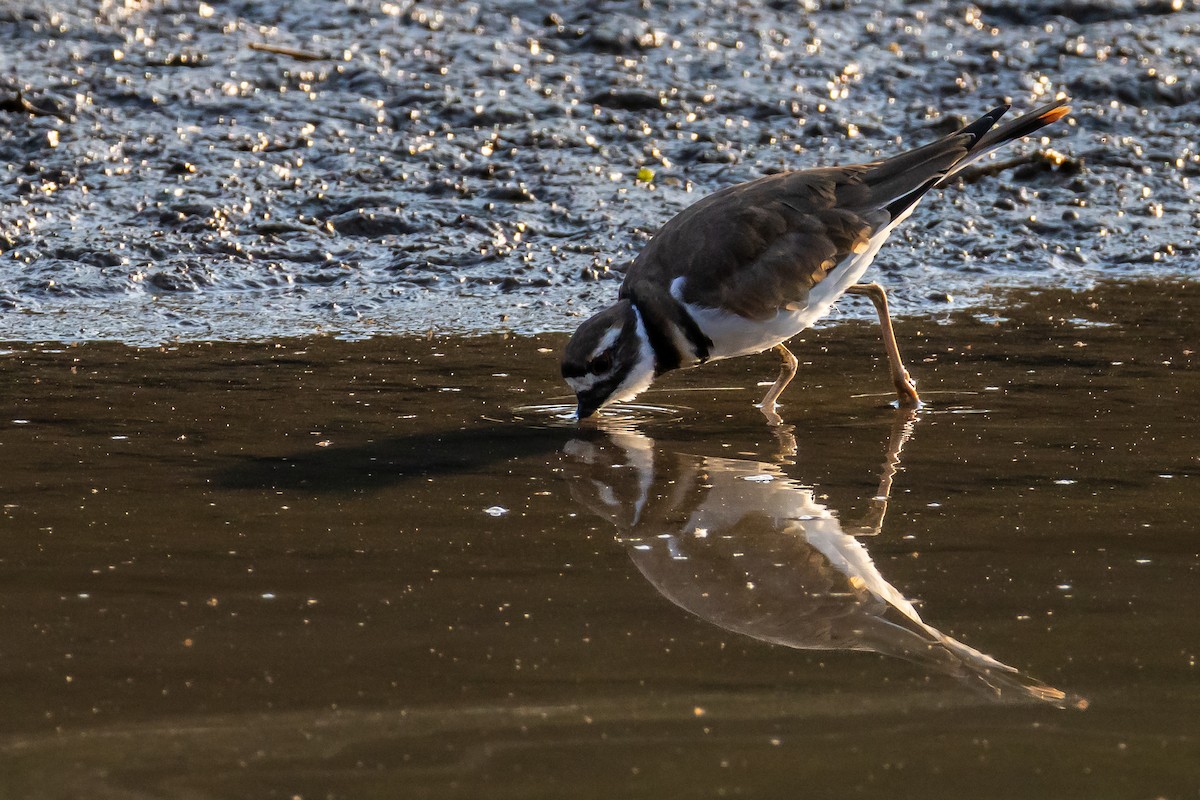 Killdeer - ML641810079