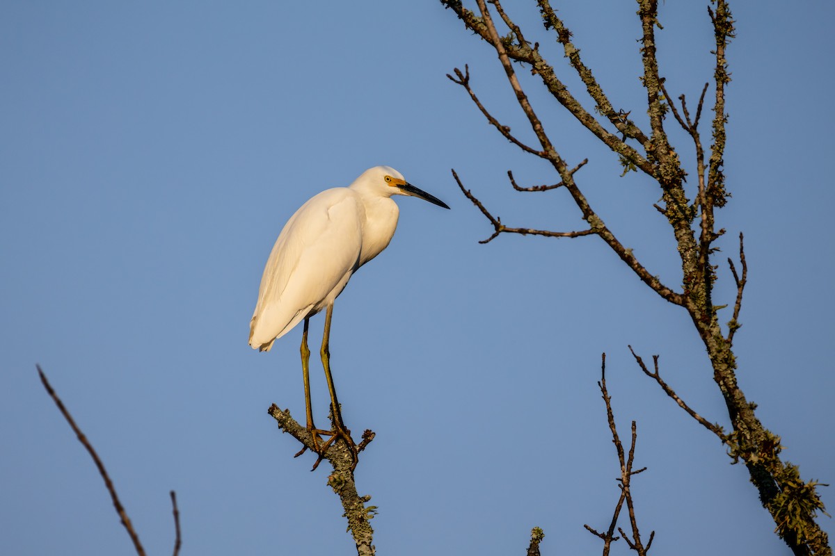 Snowy Egret - ML641810095
