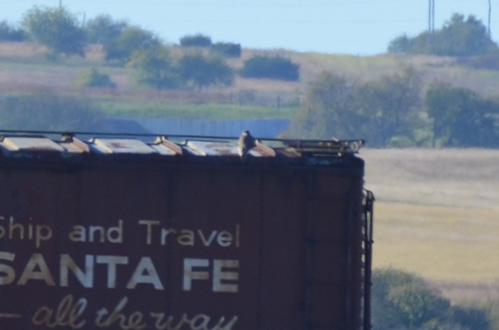 Prairie Falcon - ML641810099
