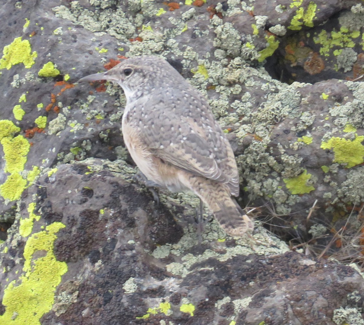 Rock Wren - ML641810106