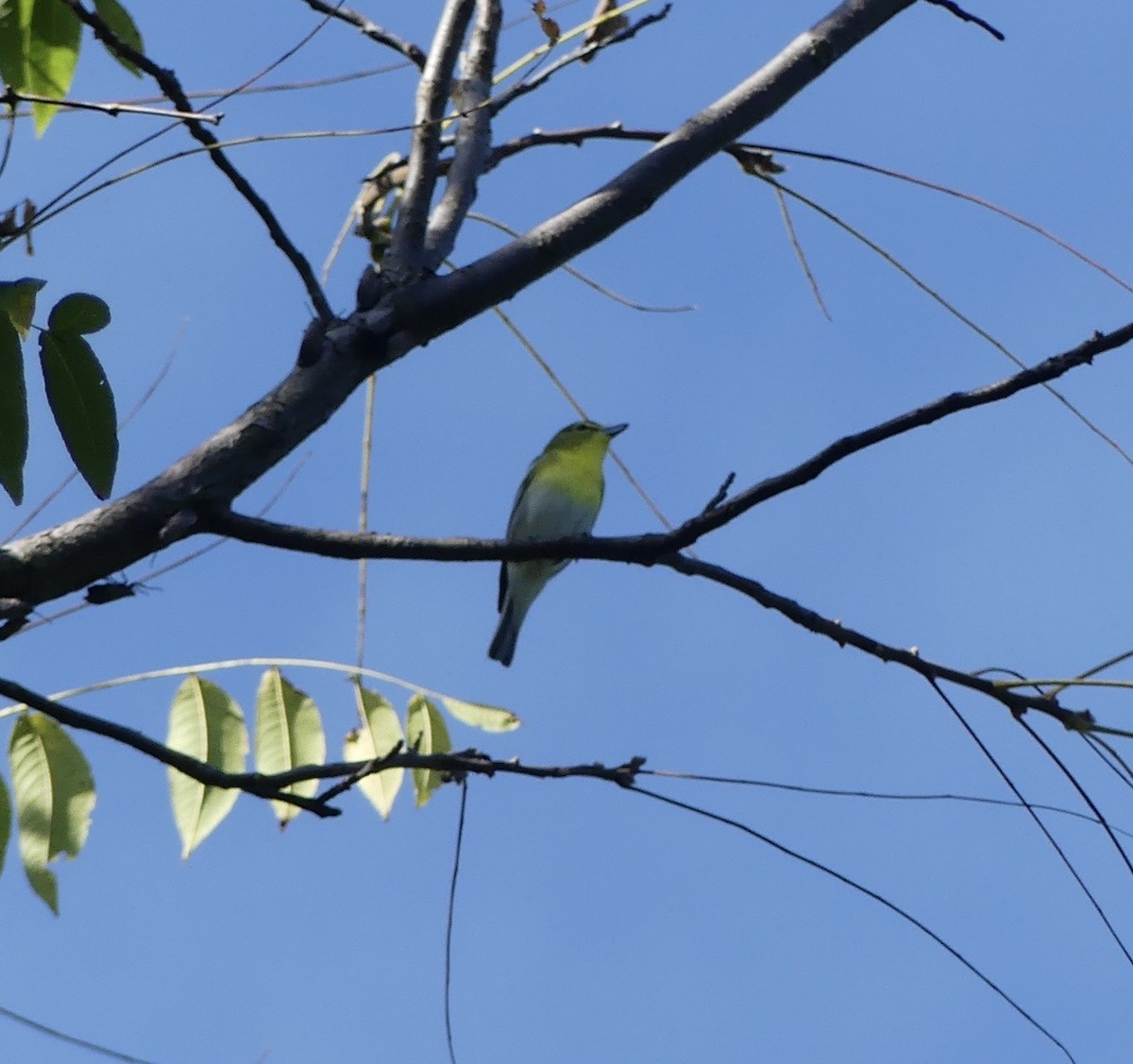 Sarı Gerdanlı Vireo - ML641810111