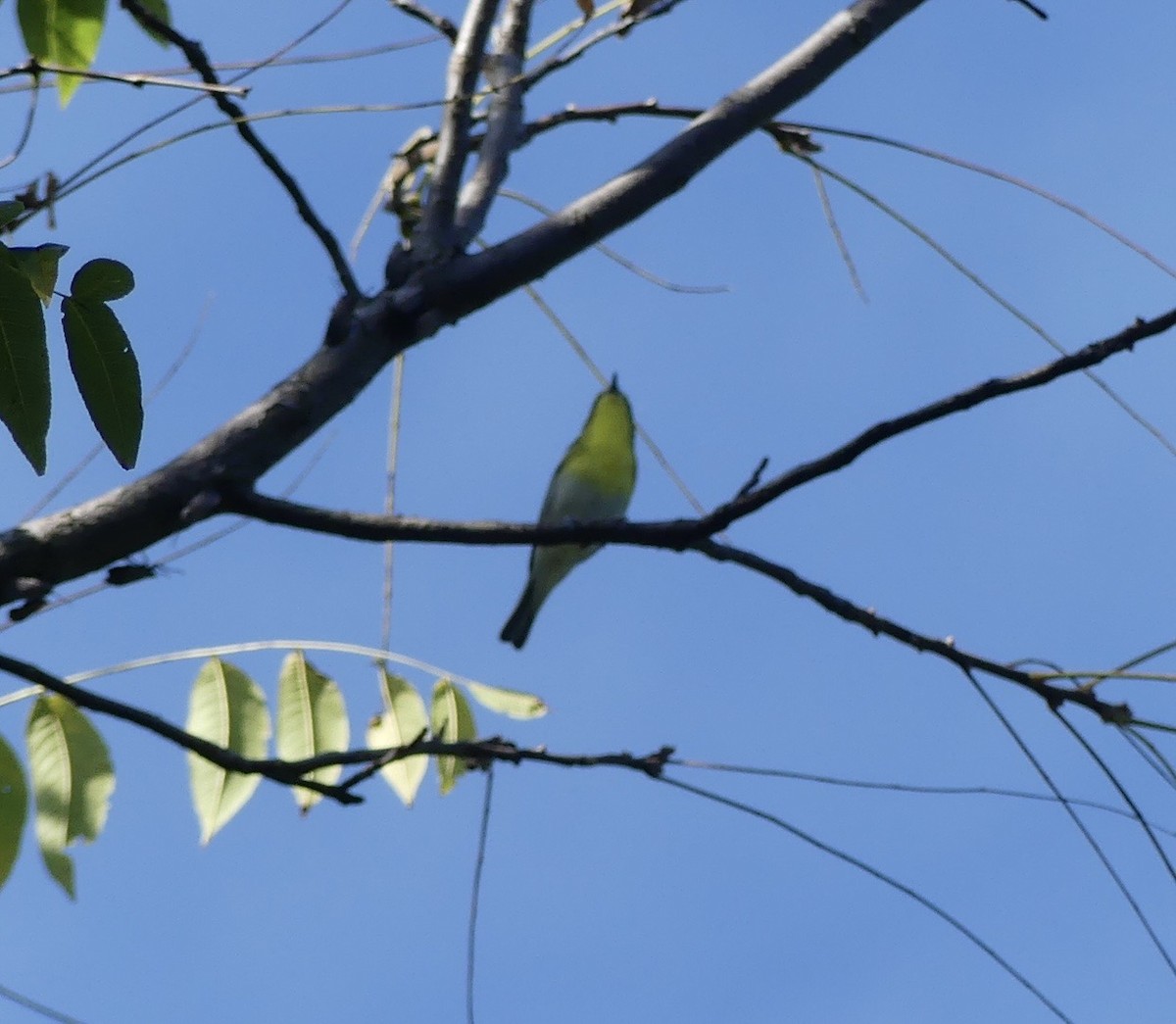 Sarı Gerdanlı Vireo - ML641810112