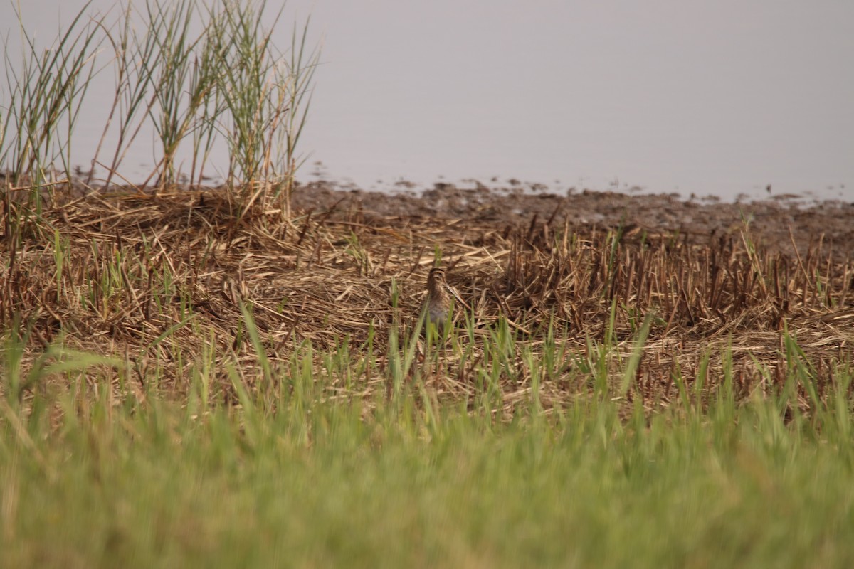 Common Snipe - ML641810133