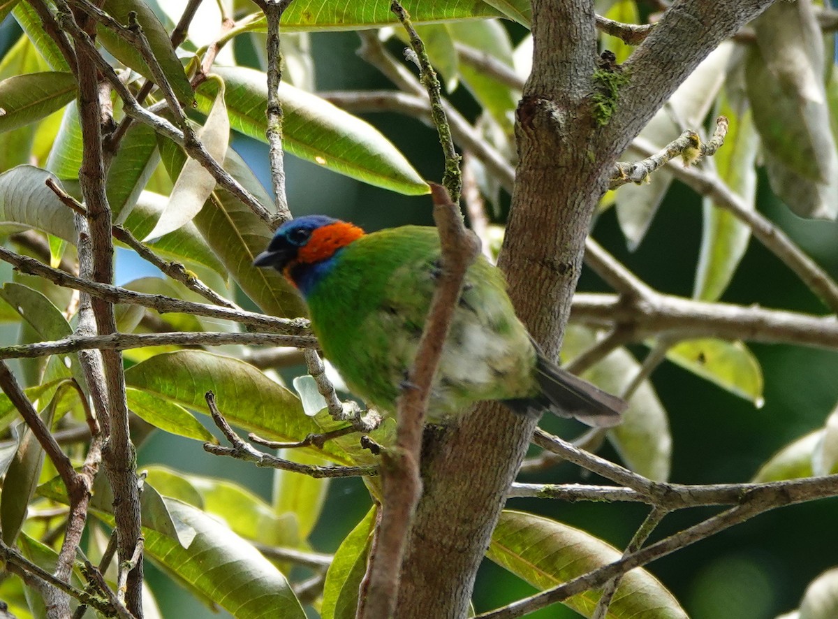Red-necked Tanager - ML641810140