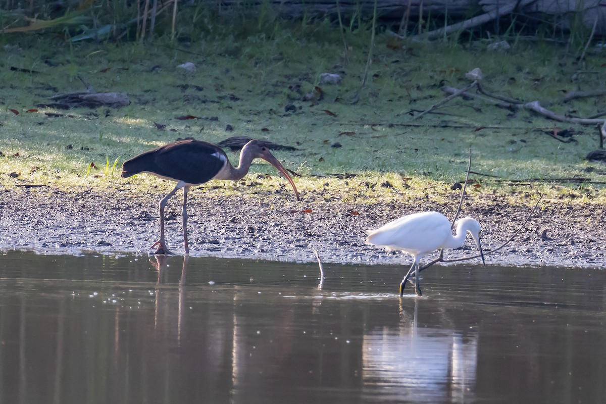 White Ibis - ML641810166